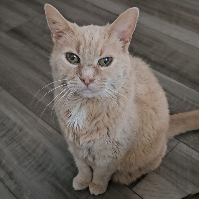 Blue Ribbon Cat Sitter Of Queen City