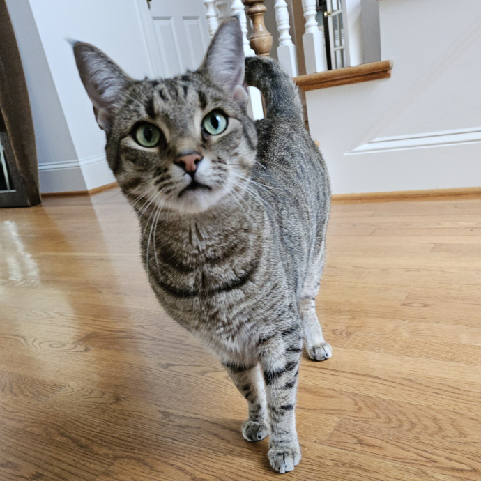 Blue Ribbon Cat Sitter Of Queen City