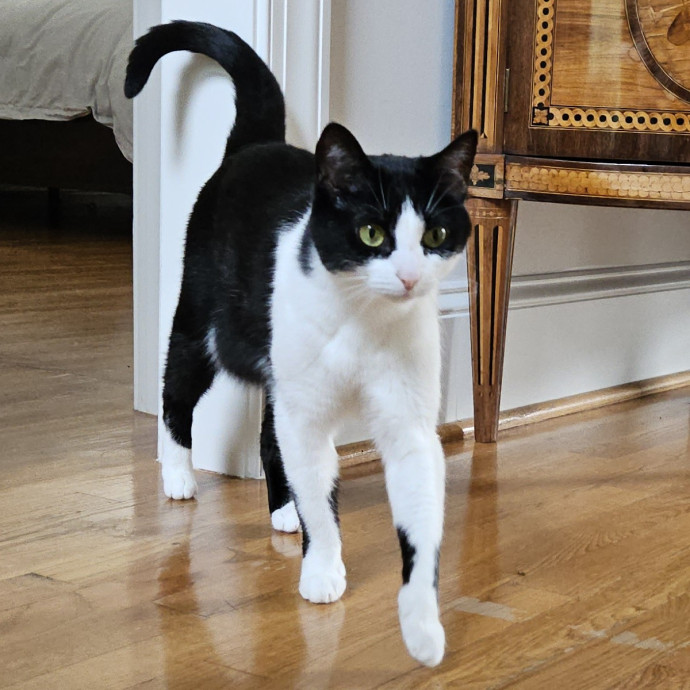 Blue Ribbon Cat Sitter Of Queen City
