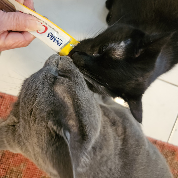 Blue Ribbon Cat Sitter Of Queen City