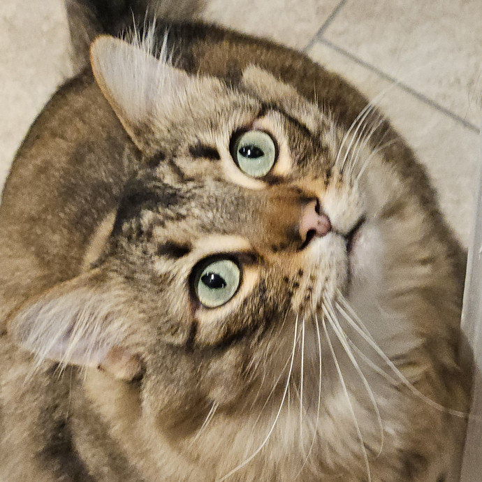 Blue Ribbon Cat Sitter Of Queen City