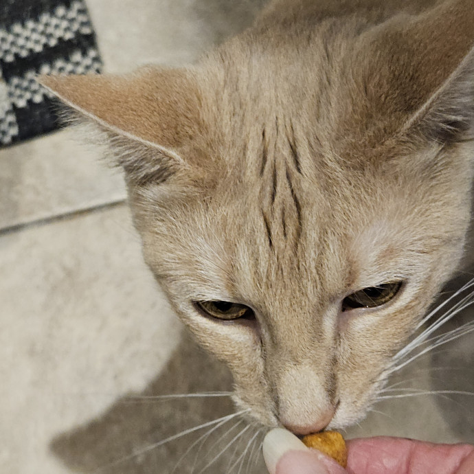 Blue Ribbon Cat Sitter Of Queen City