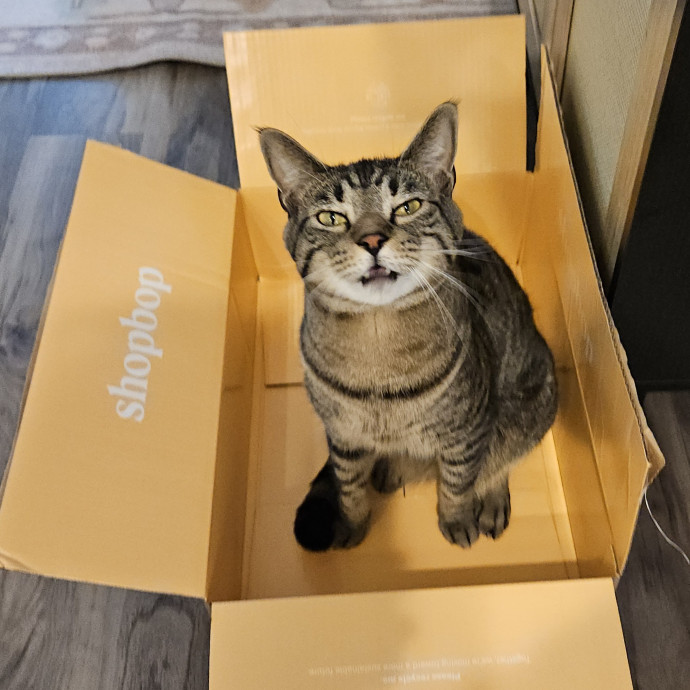 Blue Ribbon Cat Sitter Of Queen City