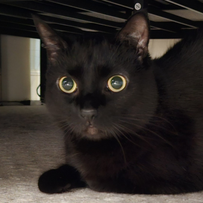 Blue Ribbon Cat Sitter Of Queen City