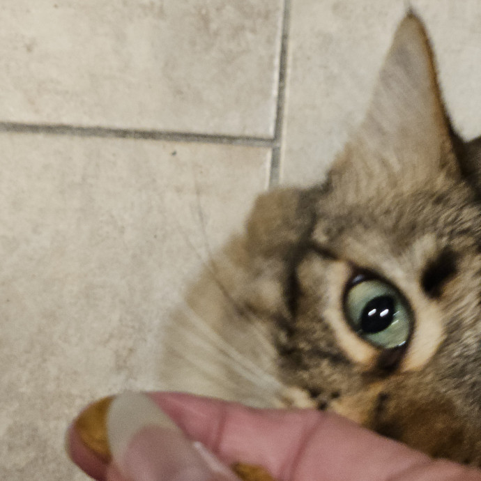 Blue Ribbon Cat Sitter Of Queen City