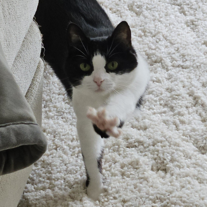 Blue Ribbon Cat Sitter Of Queen City