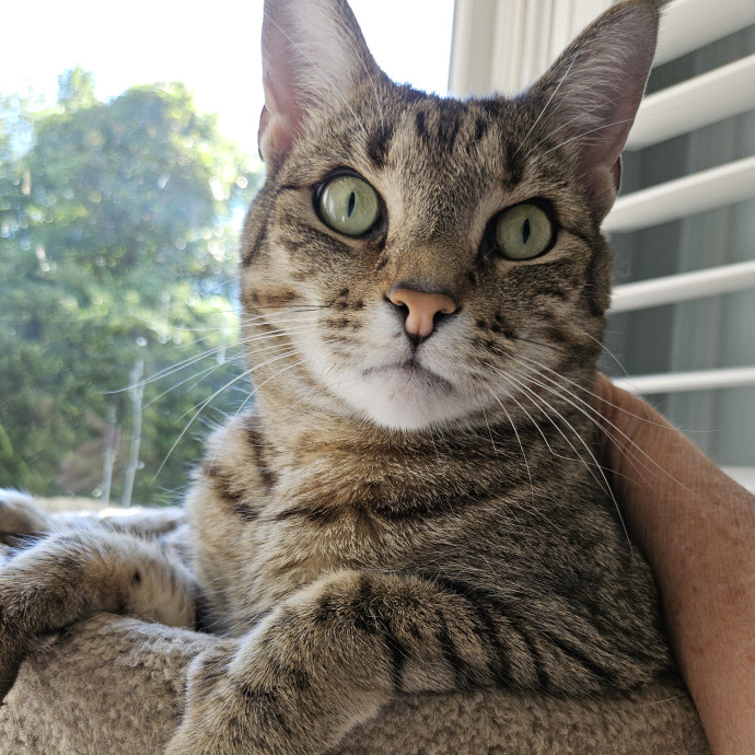Blue Ribbon Cat Sitter Of Queen City