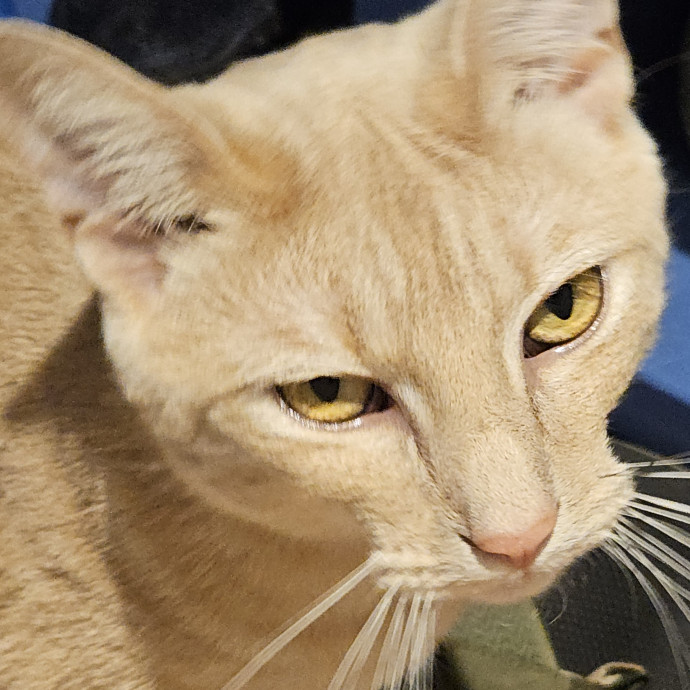 Blue Ribbon Cat Sitter Of Queen City