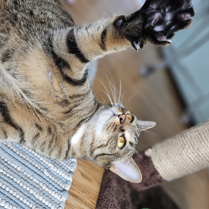Blue Ribbon Cat Sitter Of Queen City