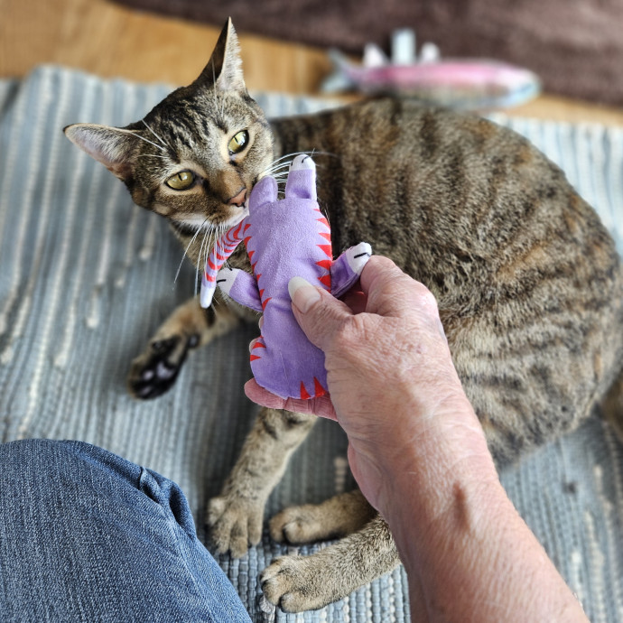Blue Ribbon Cat Sitter Of Queen City
