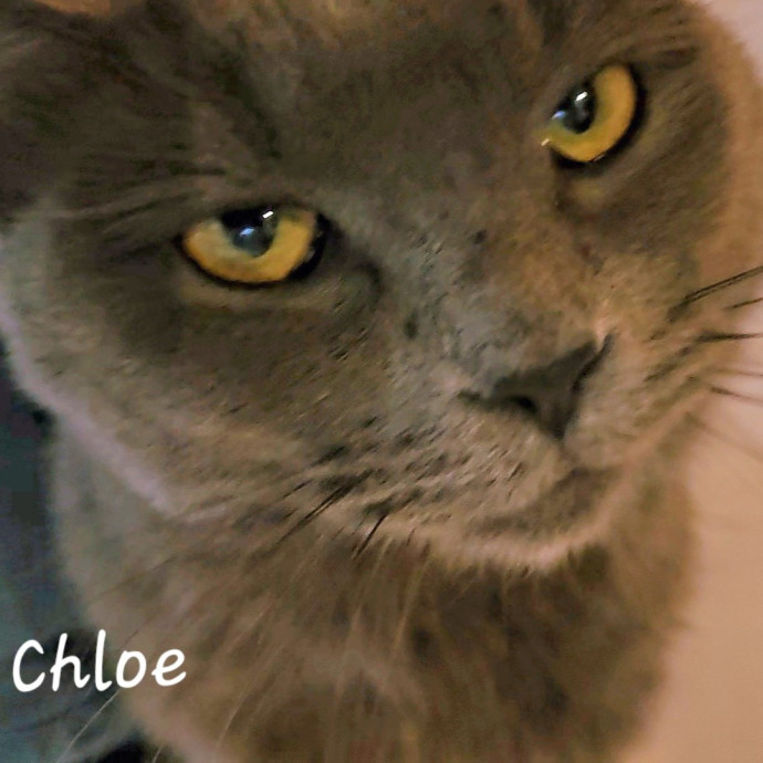 Blue Ribbon Cat Sitter Of Queen City