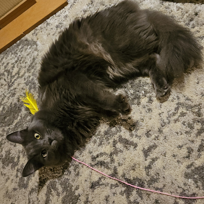 Blue Ribbon Cat Sitter Of Queen City