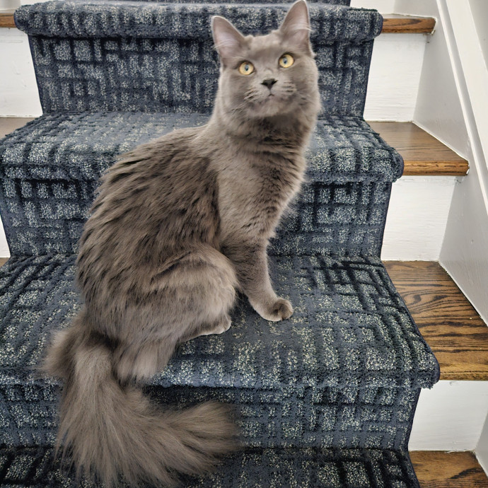 Blue Ribbon Cat Sitter Of Queen City