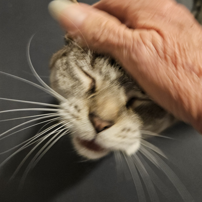 Blue Ribbon Cat Sitter Of Queen City