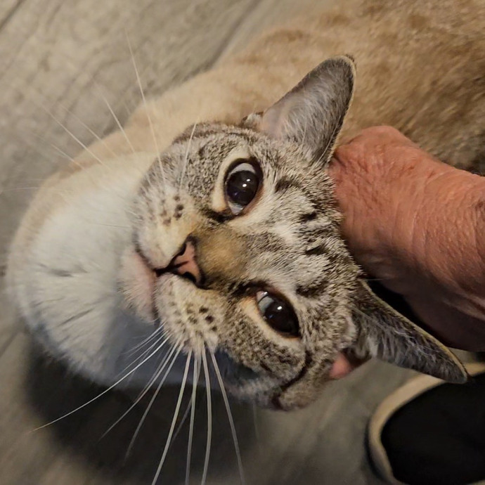 Blue Ribbon Cat Sitter Of Queen City
