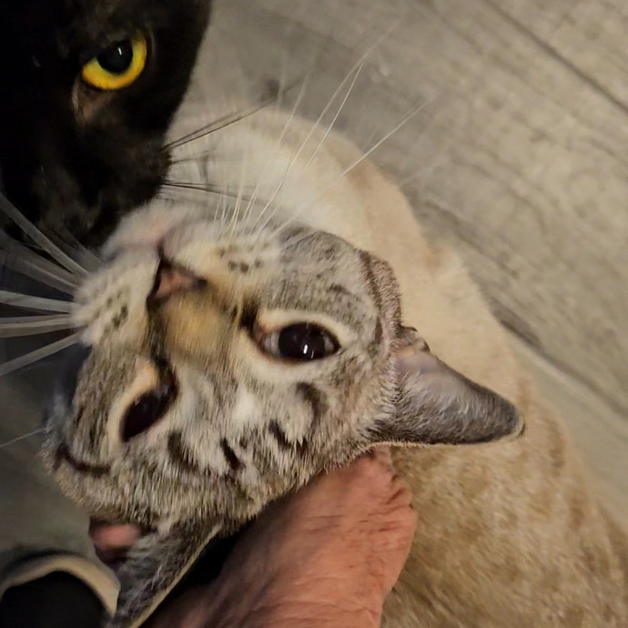 Blue Ribbon Cat Sitter Of Queen City