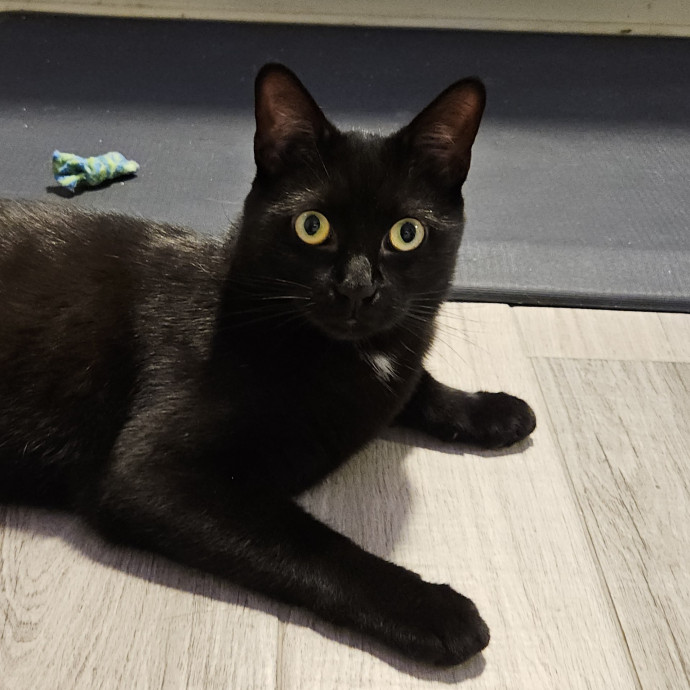 Blue Ribbon Cat Sitter Of Queen City