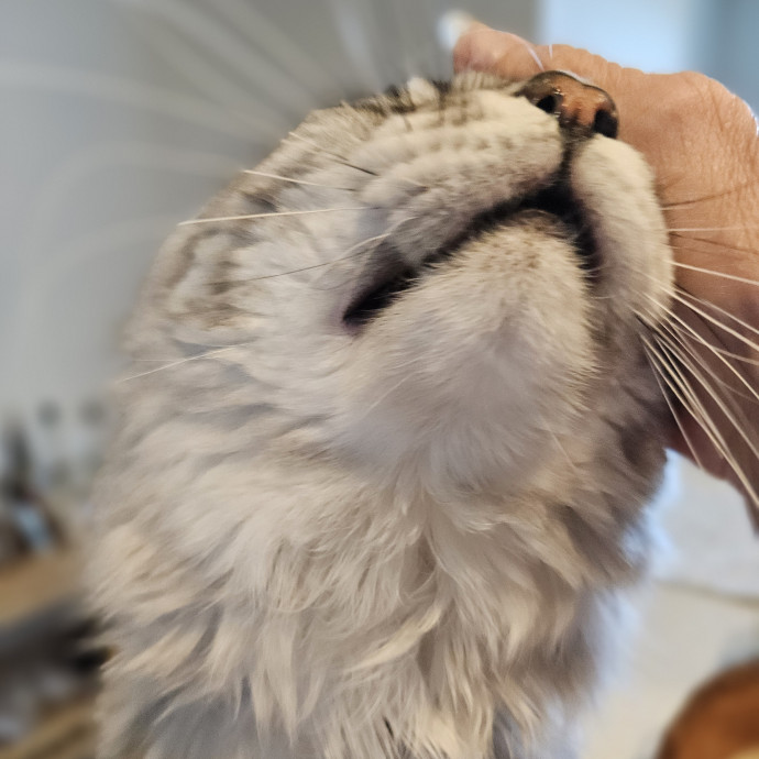 Blue Ribbon Cat Sitter Of Queen City