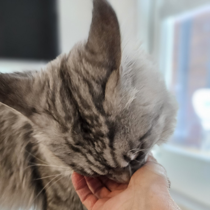 Blue Ribbon Cat Sitter Of Queen City