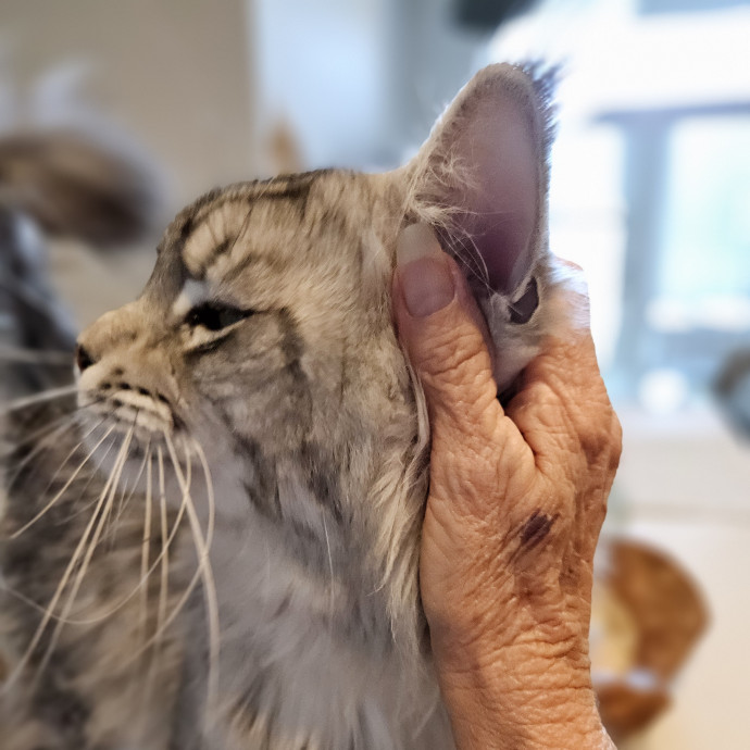 Blue Ribbon Cat Sitter Of Queen City