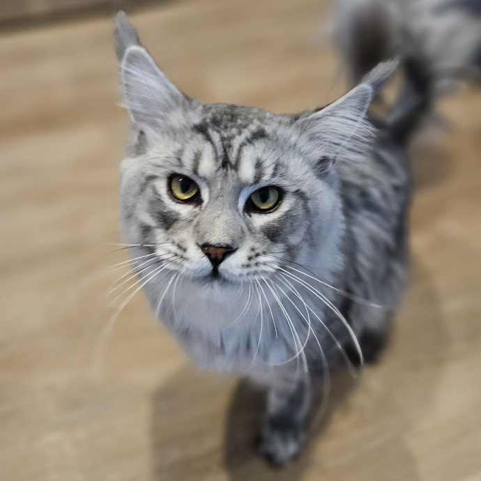 Blue Ribbon Cat Sitter Of Queen City