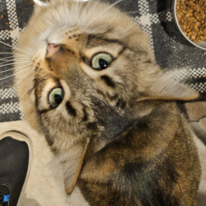 Blue Ribbon Cat Sitter Of Queen City