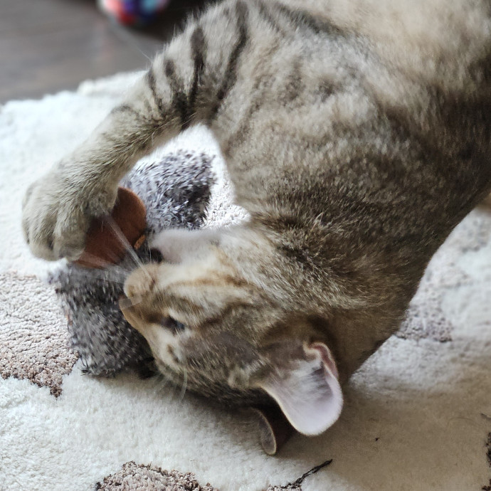 Blue Ribbon Cat Sitter Of Queen City
