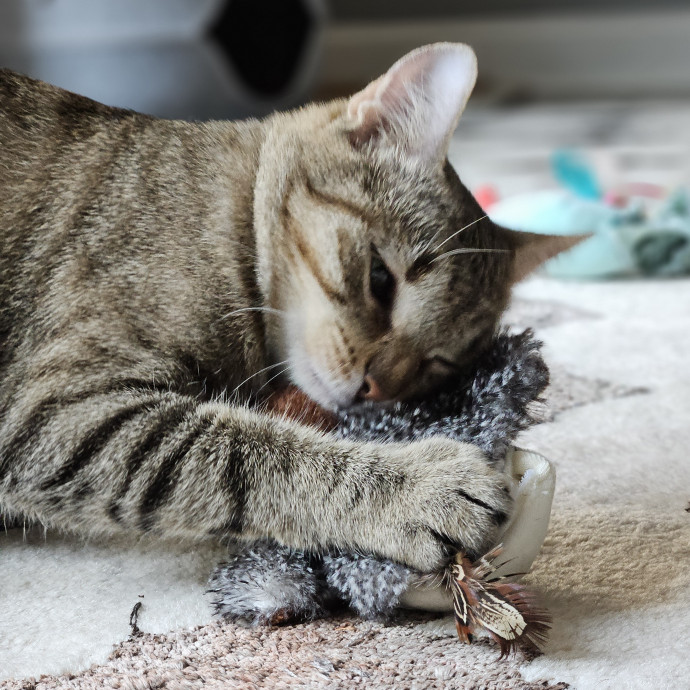 Blue Ribbon Cat Sitter Of Queen City