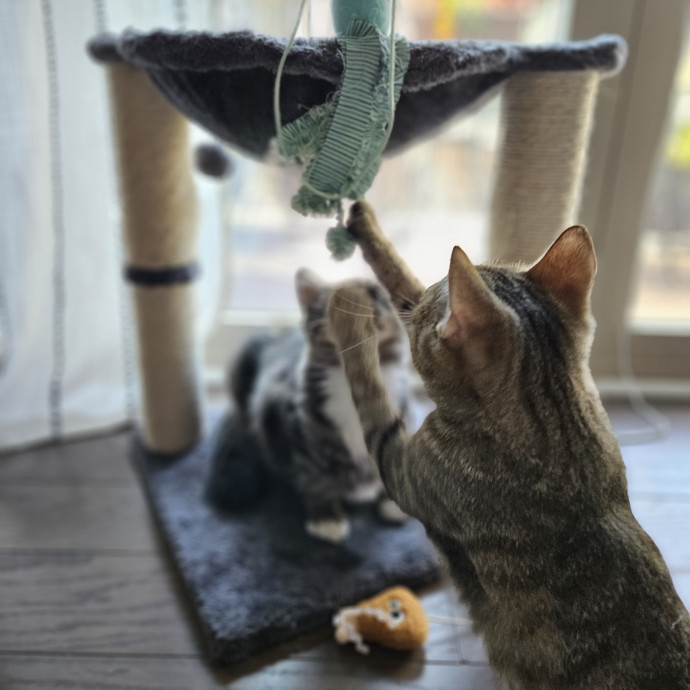 Blue Ribbon Cat Sitter Of Queen City