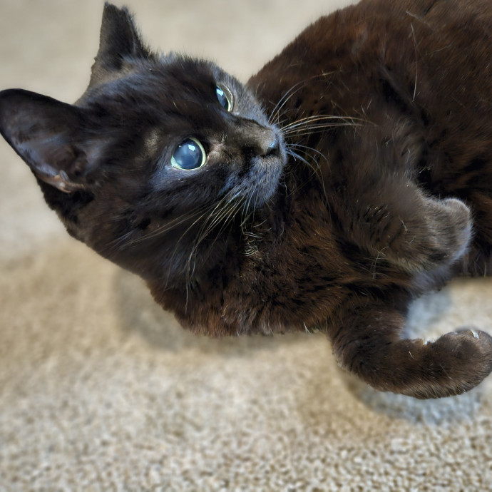Blue Ribbon Cat Sitter Of Queen City