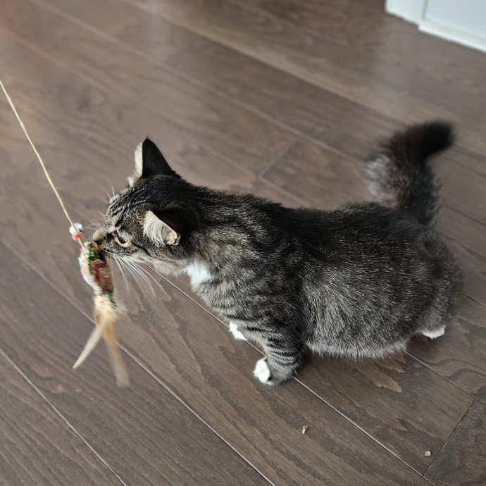 Blue Ribbon Cat Sitter Of Queen City