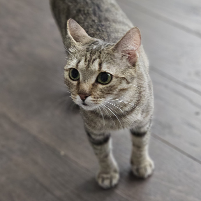 Blue Ribbon Cat Sitter Of Queen City