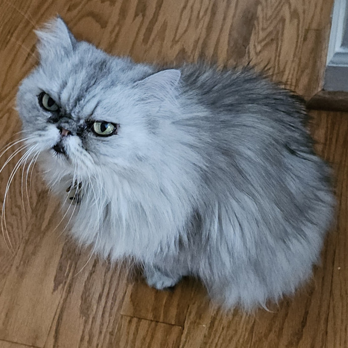 Blue Ribbon Cat Sitter Of Queen City