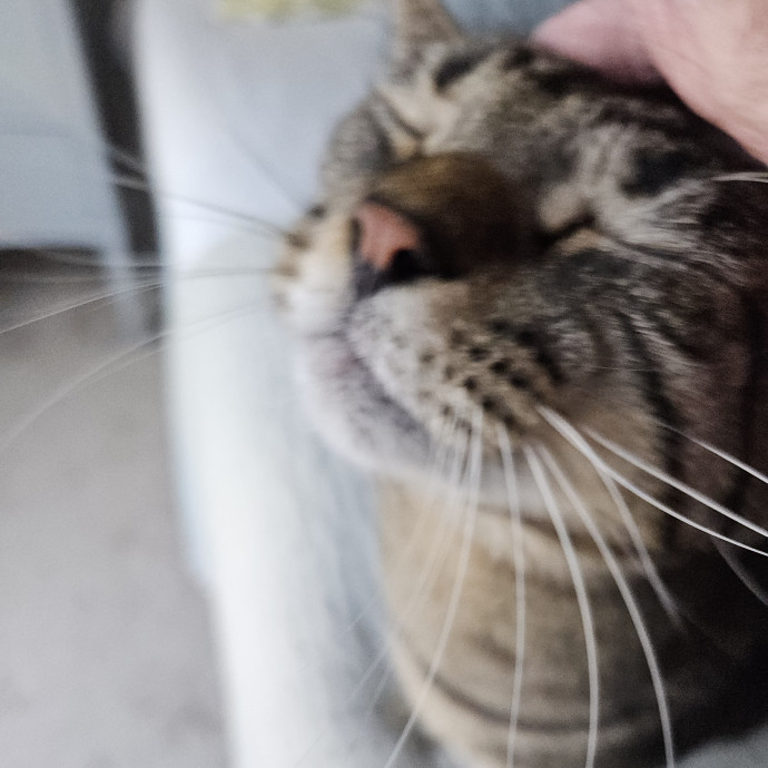 Blue Ribbon Cat Sitter Of Queen City