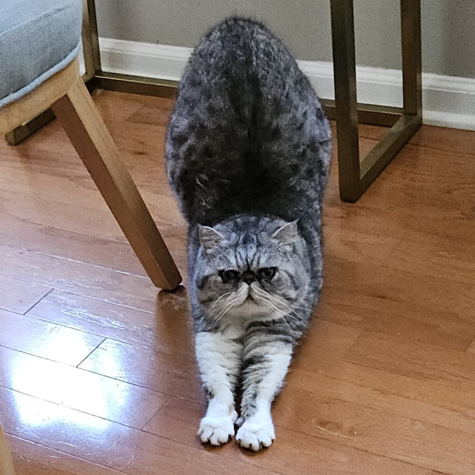 Blue Ribbon Cat Sitter Of Queen City