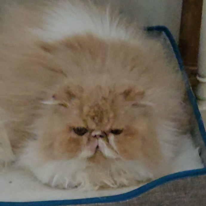 Blue Ribbon Cat Sitter Of Queen City