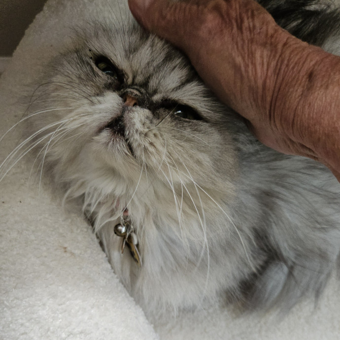 Blue Ribbon Cat Sitter Of Queen City