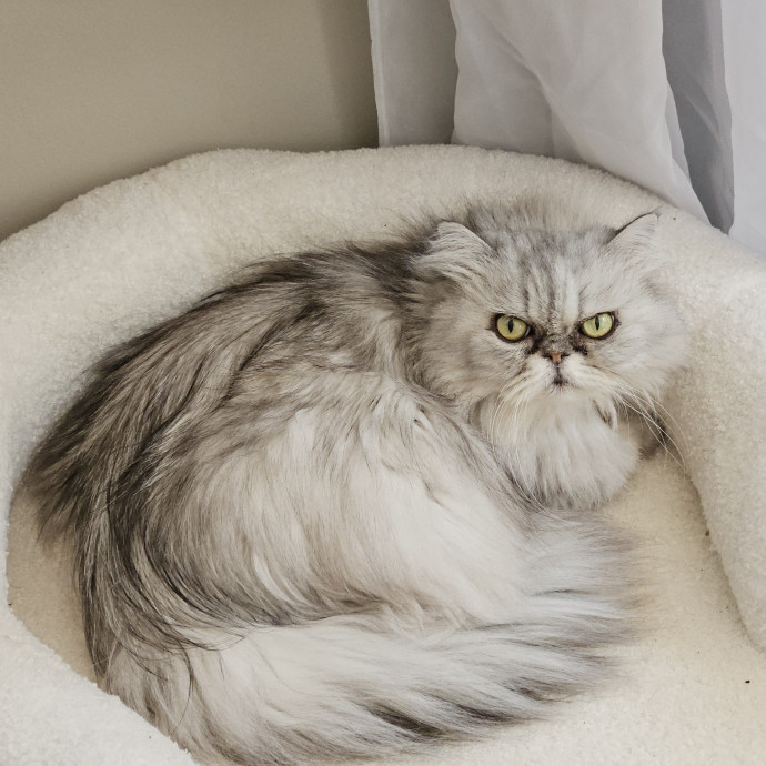 Blue Ribbon Cat Sitter Of Queen City