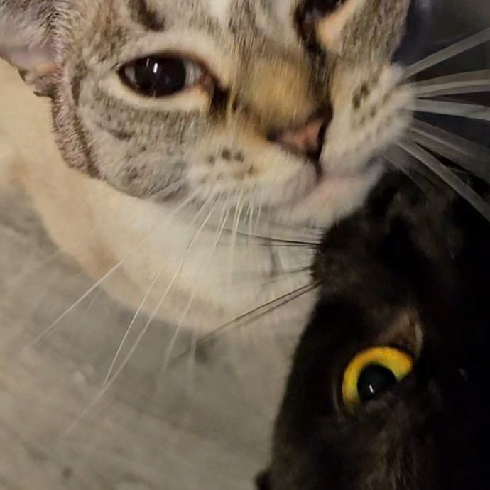 Blue Ribbon Cat Sitter Of Queen City