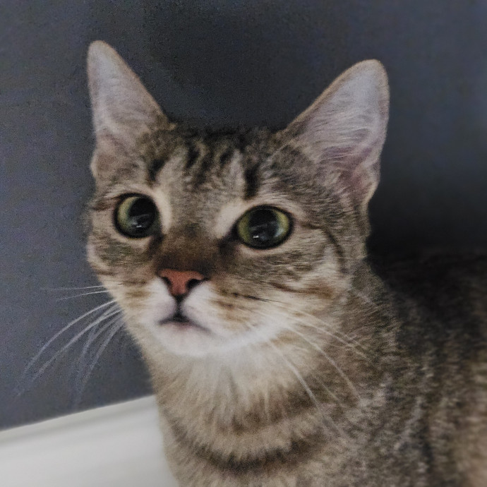 Blue Ribbon Cat Sitter Of Queen City