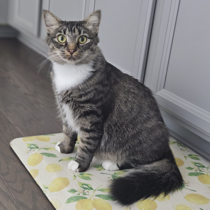 Blue Ribbon Cat Sitter Of Queen City