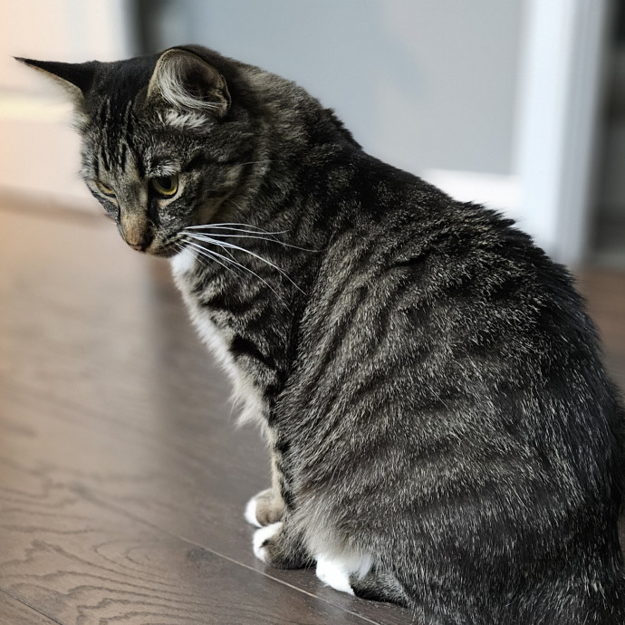 Blue Ribbon Cat Sitter Of Queen City