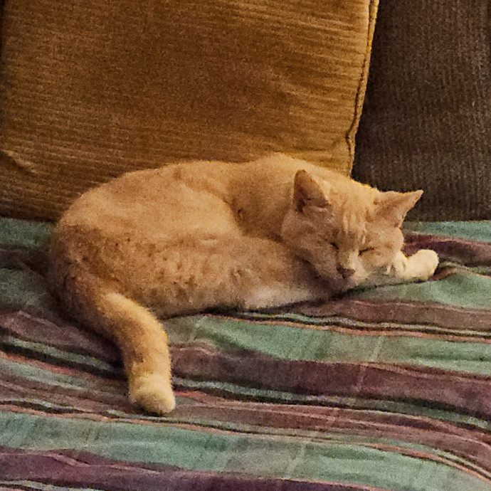 Blue Ribbon Cat Sitter Of Queen City