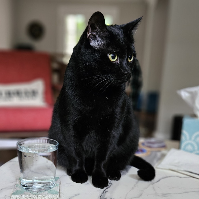Blue Ribbon Cat Sitter Of Queen City