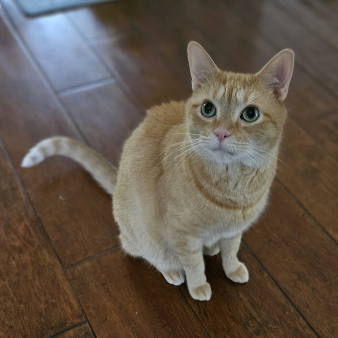 Blue Ribbon Cat Sitter Of Queen City