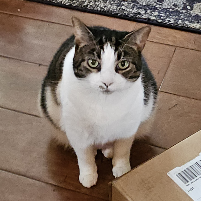 Blue Ribbon Cat Sitter Of Queen City
