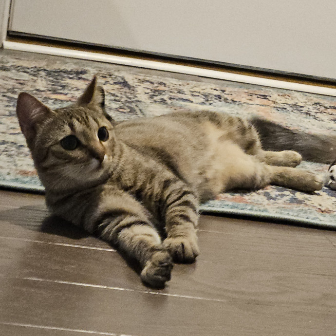 Blue Ribbon Cat Sitter Of Queen City