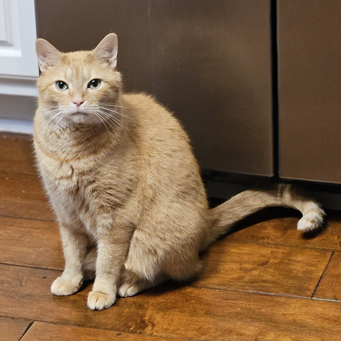 Blue Ribbon Cat Sitter Of Queen City