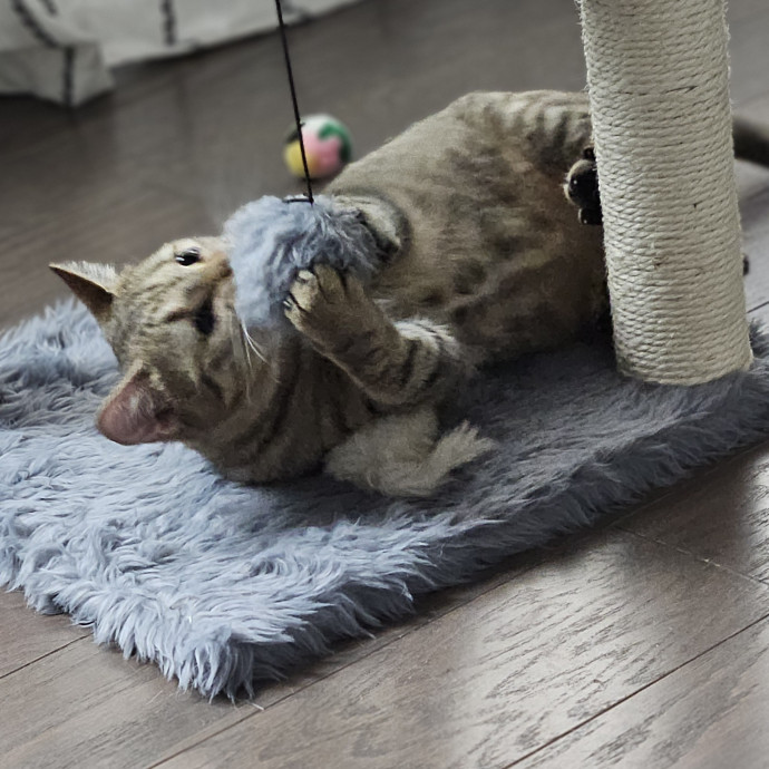 Blue Ribbon Cat Sitter Of Queen City