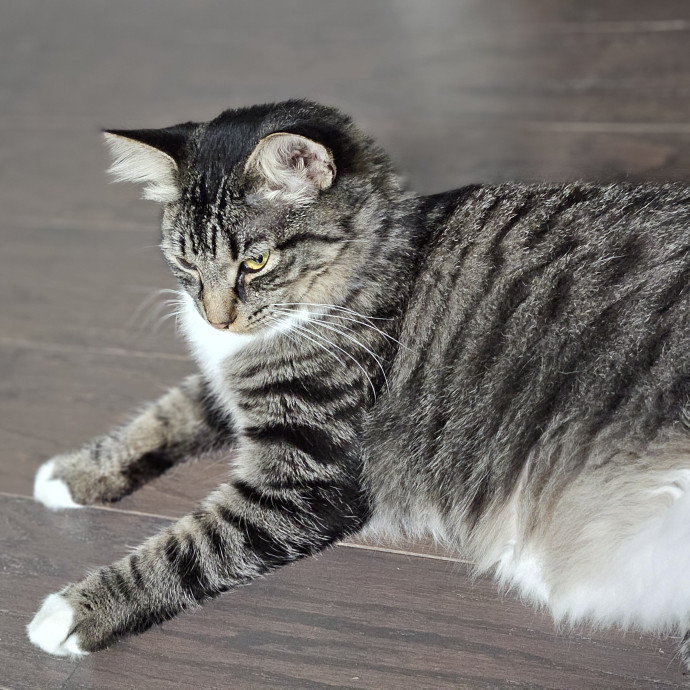 Blue Ribbon Cat Sitter Of Queen City